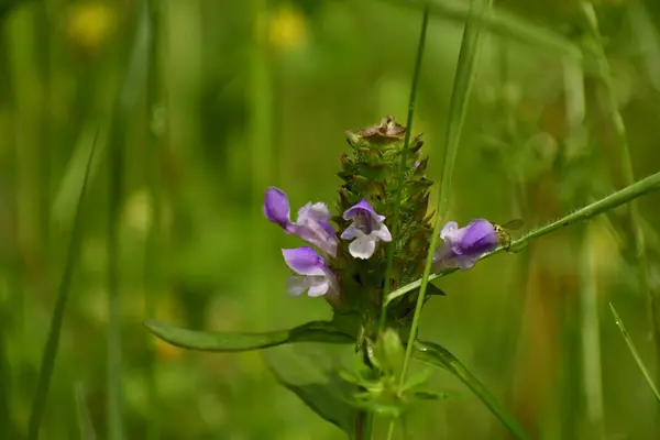 Bataklık çiçeğinin güzel çiçeği baharın doğasında çayırdaki bir bitkidir..