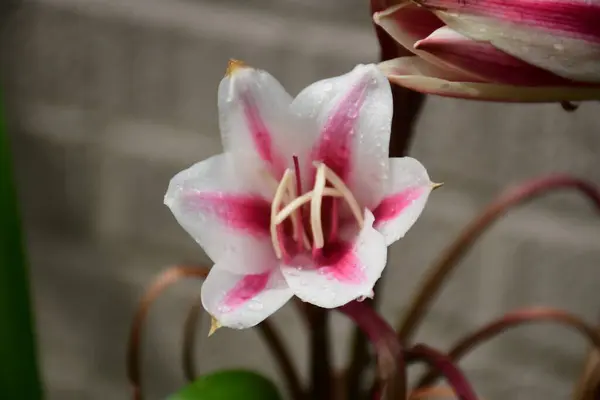 Bahçede pembe süt ve şarap çiçekleri var.