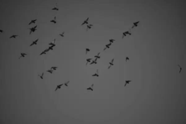 Gökyüzünde uçan tek renkli kuş sürüsü