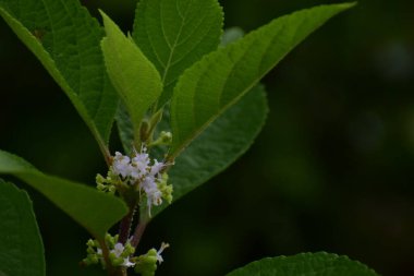 Güzel botanik çekimi, vahşi bir bitkinin doğal duvar kağıdı..