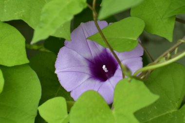 Parlak asma yapraklarında saklı bir çiçek.