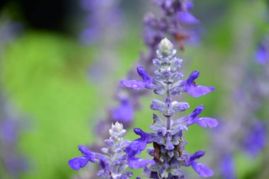 Bir bahar günü bahçedeki mavi lavantayı kapat.