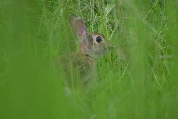 Genç bir tavşanın yakın çekimi uzun otların arasında gizlidir..