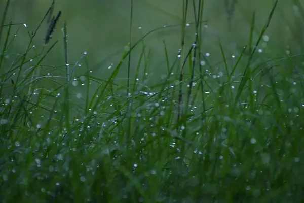 Yaz sabahında, alçak güneş ışığında çimlerin üzerinde çiğ taneleri.