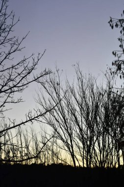 Kışın ormanda güzel bir günbatımı