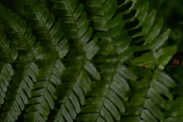 Yeşil yaprak, bitki ve doğa