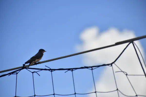 Dinleme cihazında bir kuş