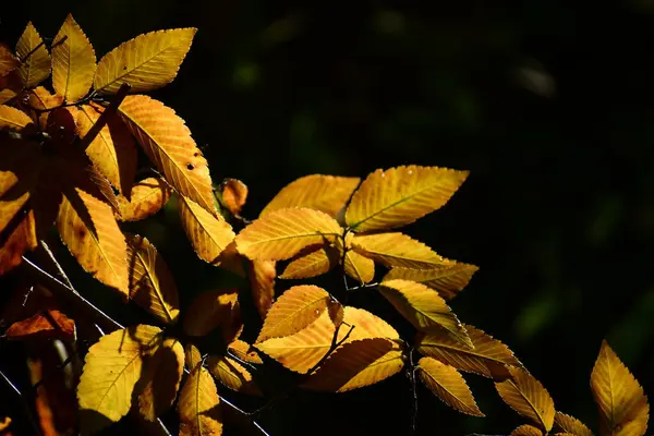 Güzel botanik fotoğrafı, doğal duvar kağıdı.