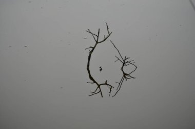 Durgun sudan yükselen küçük bir dalın güzel sakinliğinin yakın plan çekimi.