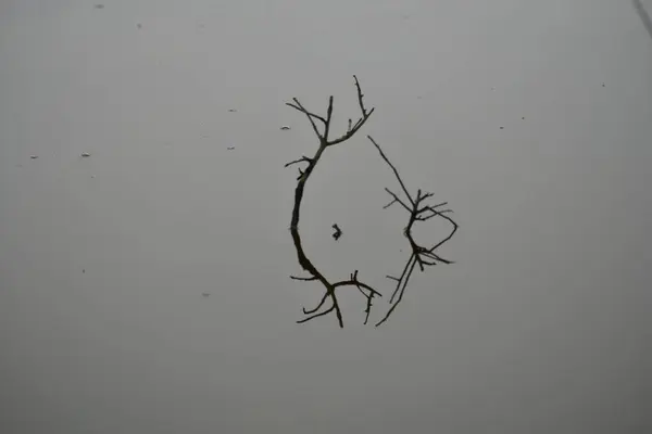 Durgun sudan yükselen küçük bir dalın güzel sakinliğinin yakın plan çekimi.