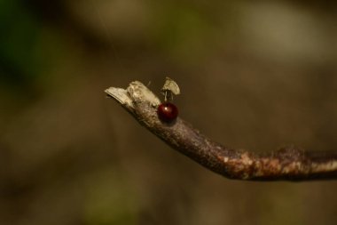 Çubukta kırmızı bir böceğin güzel bir botanik çekimi, doğal duvar kağıdı.