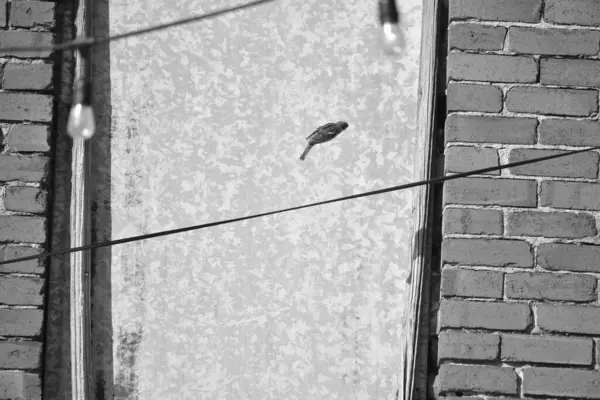 Kenar bir pencerenin kenarındaki kuşlar uçuyor