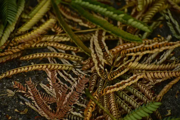 Eğreltiotu ve yeşil yaprakların arka planı koyu bir yüzeyde