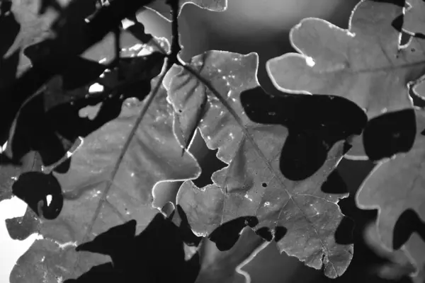 Bir ağaçta sonbahar yaprağı, monokrom