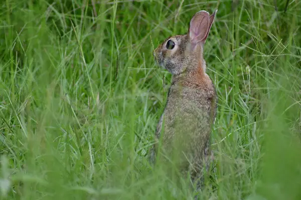Uzun yaz otlarının arasında güvenlik arayan vahşi bir tavşan.. 