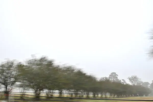 Açık gökyüzü olan ağaçların kamera içi hareketi.