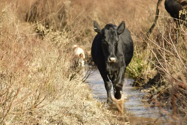 Kırsal bölgedeki kuru otların arasında koşan bir inek sürüsü. Hayvanlar sürüsü,.
