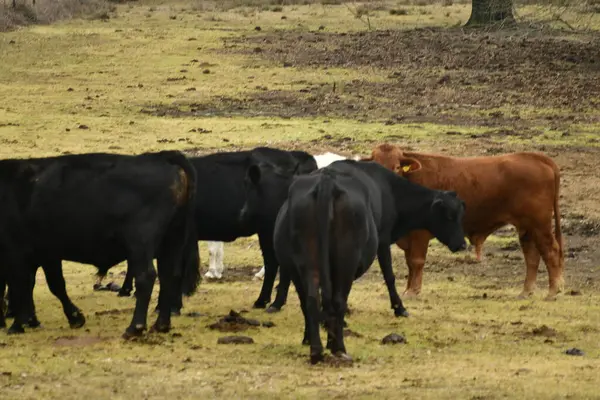 Bir tarlada otlayan kahverengi ve siyah sığır sürüsü..