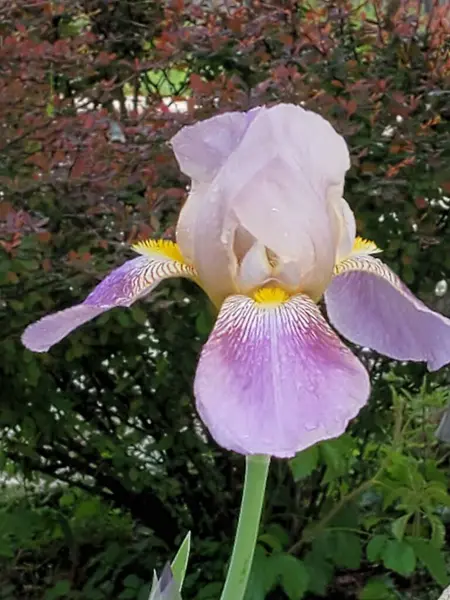 Güzel, bekâr, pembe iris çiçeği bahçede.