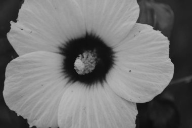 siyah ve beyaz bataklık yumuşak çiçeği