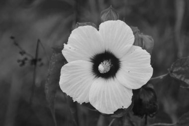 Siyah ve beyaz güzel bataklık çiçeği vahşi doğada bulanık