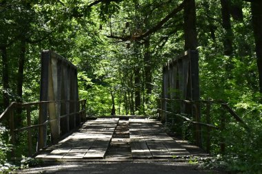 Yeşil ormandaki bir köprü