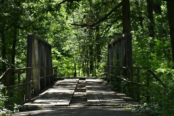 Yeşil ormandaki bir köprü