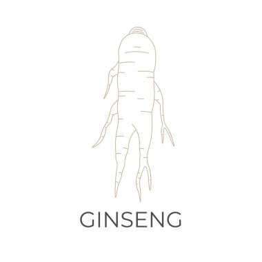 Sağlıklı Ginseng Kökü Basit Çizgi Sanat Vektörü İllüstrasyon Logosu
