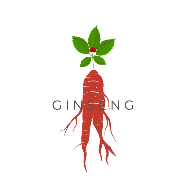 Röd Ginseng Rotvektor Illustration Logotyp — Stock vektor