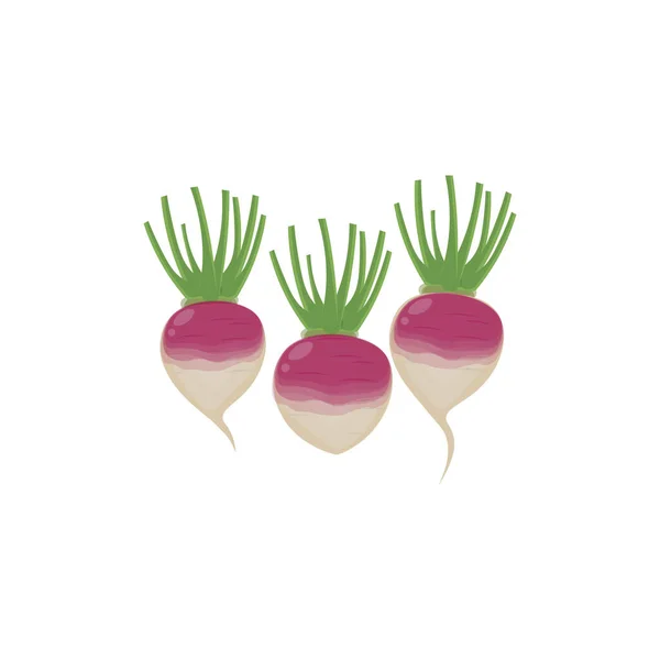 Πορφυρό Λογότυπο Εικονογράφησης Διάνυσμα Γογγύλι Λαχανικών — Διανυσματικό Αρχείο