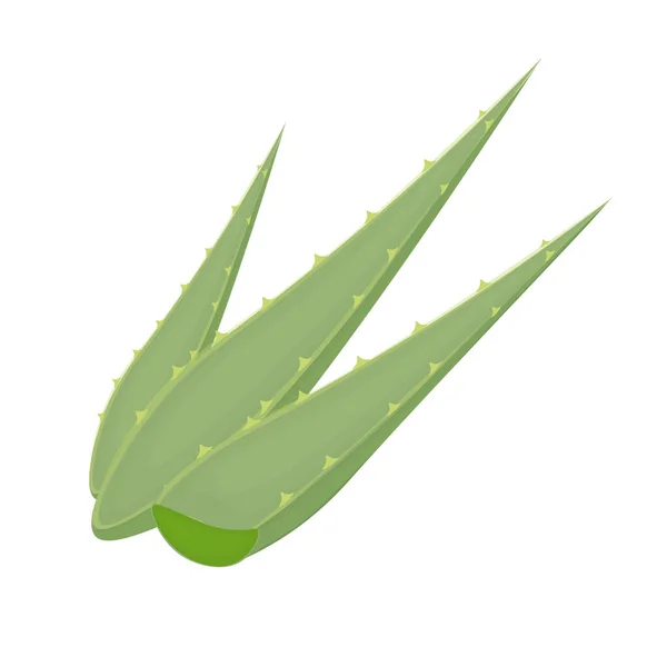 Logo Dell Illustrazione Realistica Dell Aloe Vera Fresca — Vettoriale Stock