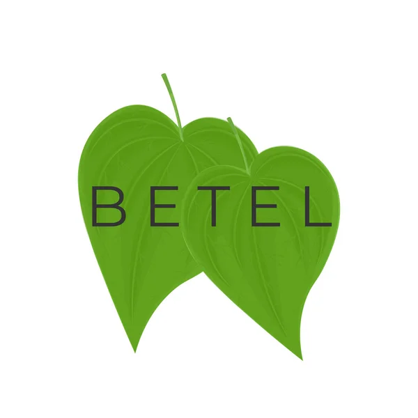 Betel Leaf Realistic Illustration Logo — Stock Vector