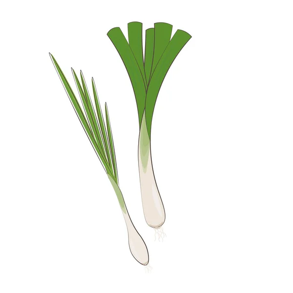 Logo Vectoriel Illustration Dessin Animé Poireau Échallion Oignon Vert — Image vectorielle