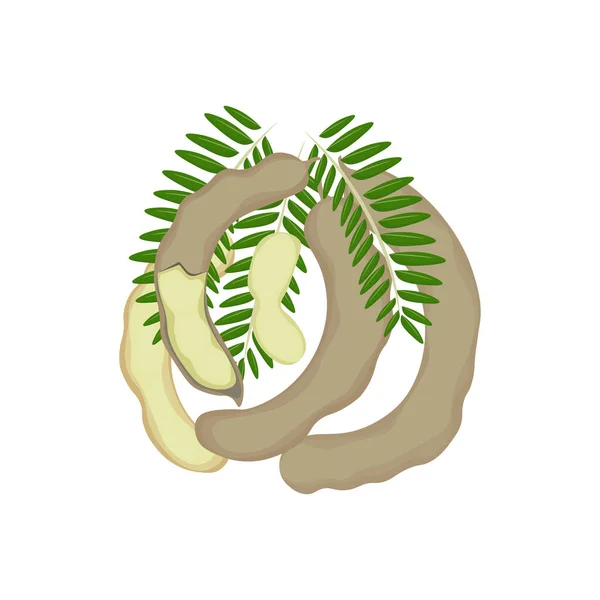 Çiğ Yeşil Tamarind Llüstrasyon Logosu — Stok Vektör