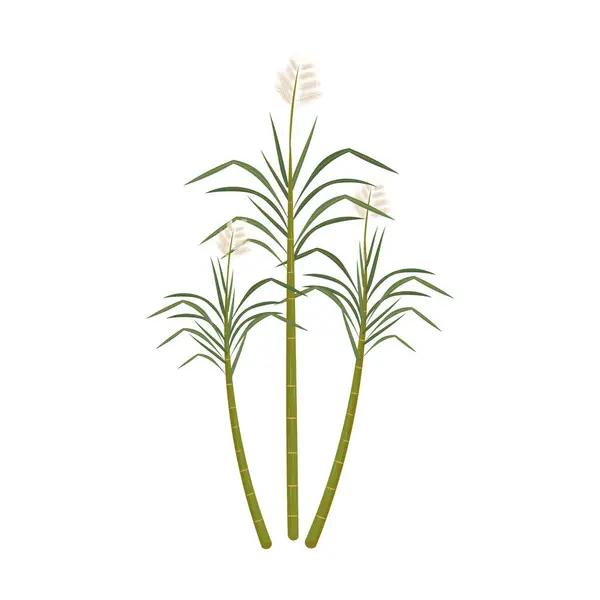 Sugarcane Plant Illustration Logo — Stock Vector