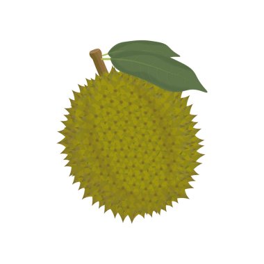 Durian Meyve İzole Vektör İllüstrasyon Logosu