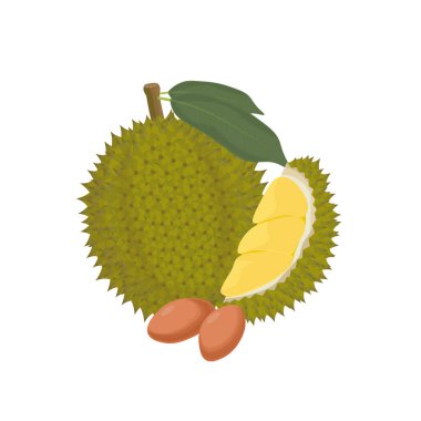 Tüm ve soyulmuş durian meyvesinin logo vektörü çizimi