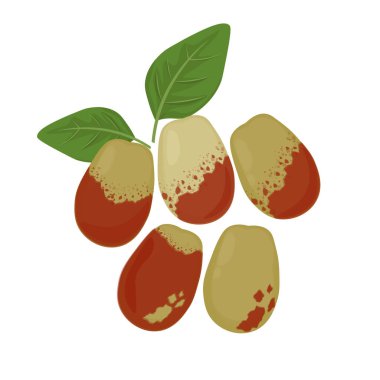 Vektör illüstrasyon logosu Clip Art Taze olgun Jujube Meyveleri