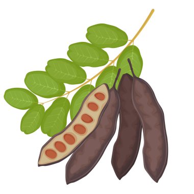 Vektör Illustration Logo Clip Art Superfood Keçiboynuzu Pod 'ları izole edildi