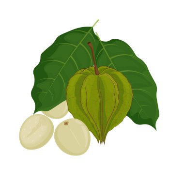 Vector Illustration Logo Clipart Superfood Natural Physalis or Ceplukan Cecendet fruits clipart