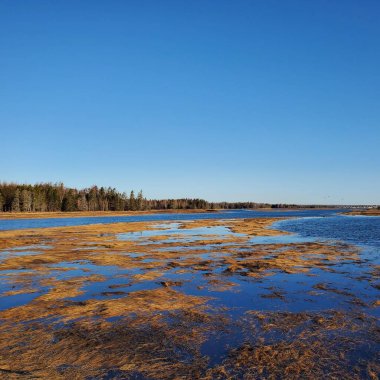 Saltmarsh in Fall Moving Tide