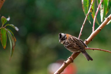 Bird (Zonotrichia capensis) over a branch