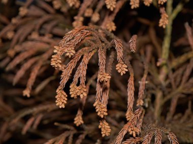 Dalların kırmızı ve yeşil kenarları alacakaranlıkta iğne hastalığına yakalanmış çam ağacının