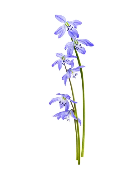 Блакитні Дикі Квіти Ранньої Весни Примули Проліски Ізольовані Білому Тлі — стокове фото