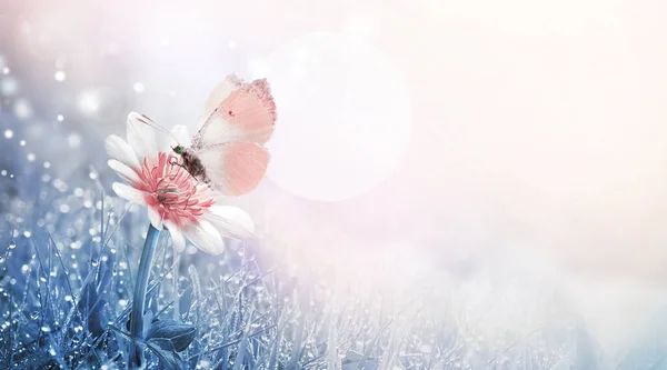 野花和粉红蝴蝶缀在蓝色的晨草上 上面有露珠 — 图库照片