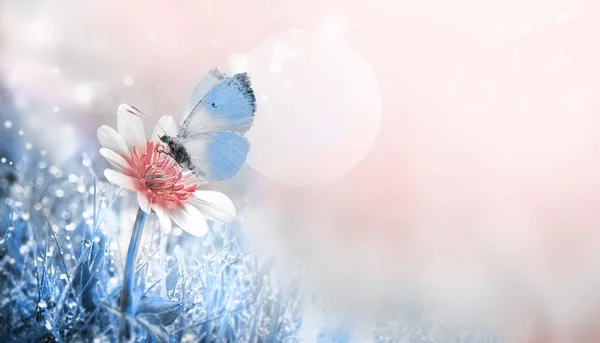 Divoký Květ Modrý Motýl Nad Modrorůžovou Ranní Trávou Rosou — Stock fotografie
