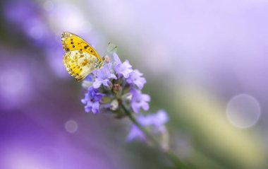 Çiçek açan lavanta çiçeğinin üzerinde sarı kelebek resmi. Yaz dindirici arka plan