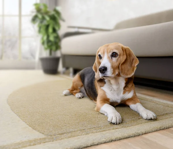 Adorable beagle dog lying on the carpet on the floor near couch on cozy and light interior background. Copy space