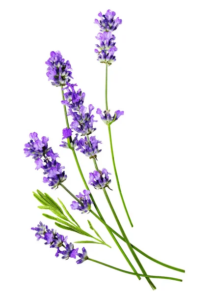 A composition of several lavender flowers isolated on a white background.