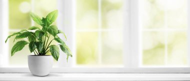 Saksı bitkisi Barış Lily Spatthiphyllum pencere eşiğinde. Ev ve ofis konsepti için kapalı çiçek